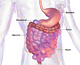 Your Digestive (Gastrointestinal) System - Your Body is a Temple of the Holy Spirit 