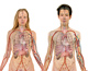 Your Body's Internal Organ Systems - Your Body is a Temple of the Holy Spirit 