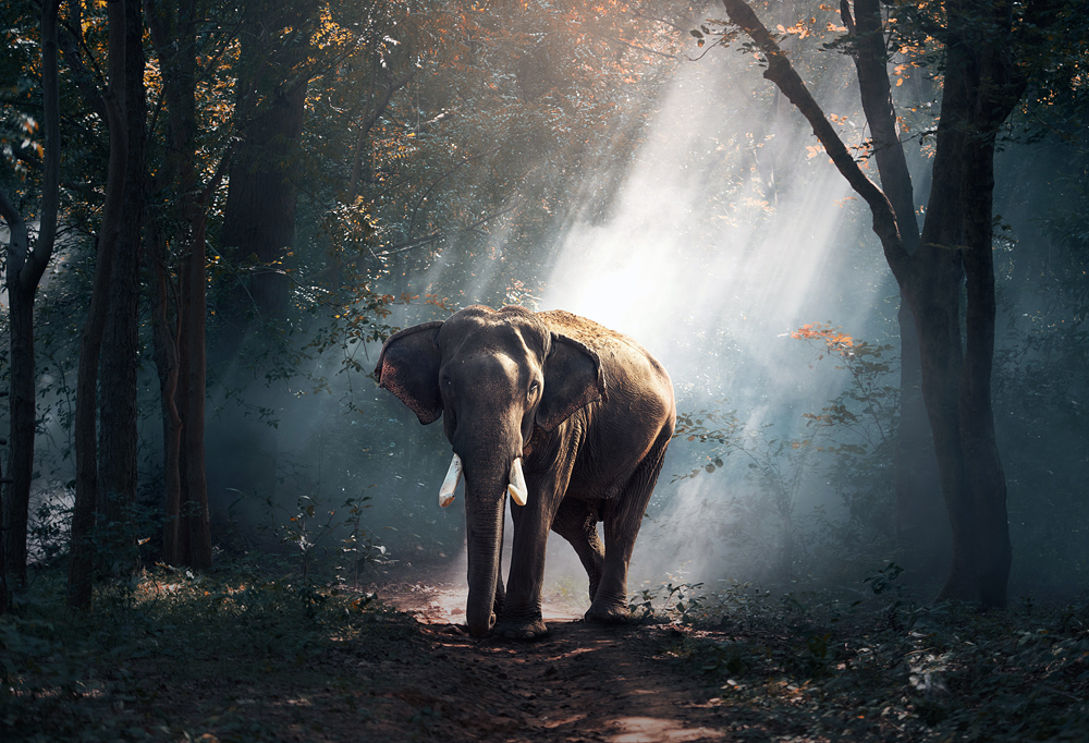 What would you call the animal in this photograph? If we were speaking in English, I would call it an elephant. What would you call the animal in this photograph? If we were speaking in English, I would call it an elephant.
